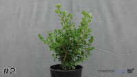 Shrub#2