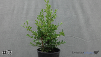 Shrub#3