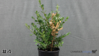 Shrub#4