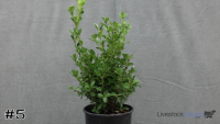 Shrub#5
