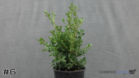 Shrub#6