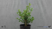 Shrub#8