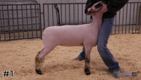 Lamb#1