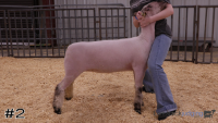 Lamb#2