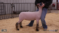 Lamb#3