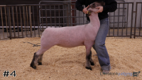 Lamb#4