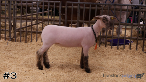 Class #9 Breeding Ewes thumbnail