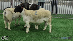 Class #2 Rams thumbnail
