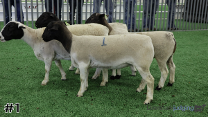 Class #3 Breeding Ewes thumbnail