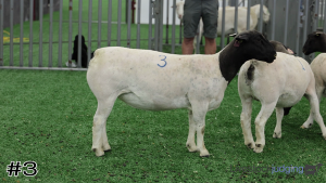 Class #5 Breeding Ewes thumbnail