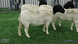 Class #2 Breeding Ewes thumbnail