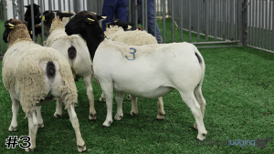 Class #3 Breeding Ewes thumbnail