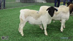 Class #4 Breeding Ewes thumbnail