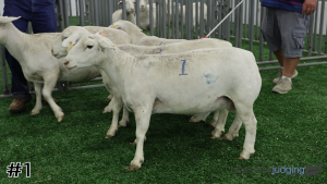Class #6 Breeding Ewes thumbnail