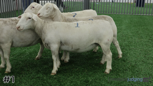 Class #7 Breeding Ewes thumbnail
