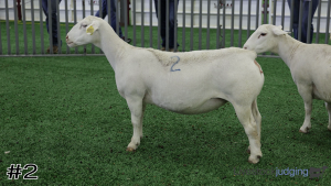 Class #8 Breeding Ewes thumbnail