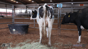 Glen Rose #3