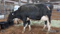 Cow#1