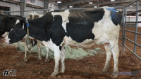 Cow#2