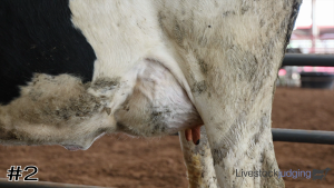 Class #6 Holstein Cows thumbnail