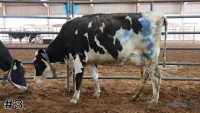 Cow#3