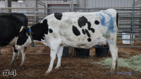 Cow#4