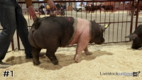 Hog#1