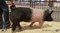 Hog#2