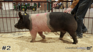 Class #3 Market Swine thumbnail