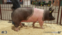 Hog#3