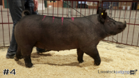 Hog#4