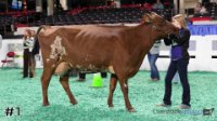 Cow#1