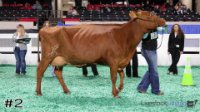 Cow#2