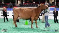 Cow#3