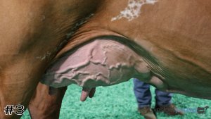 Class #10 Ayrshire Cows thumbnail