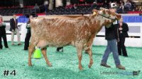 Cow#4