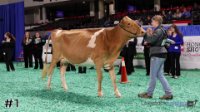 Cow#1