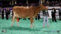 Cow#2
