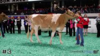 Cow#3