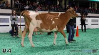 Cow#4