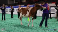 Heifer#1
