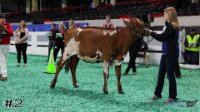 Heifer#2
