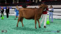 Heifer#3