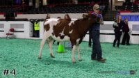 Heifer#4