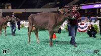 Cow#1