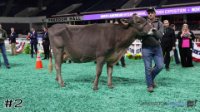 Cow#2