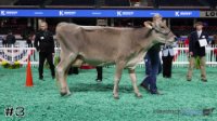 Cow#3