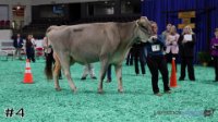 Cow#4