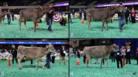All Animals