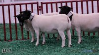 Ewe#2